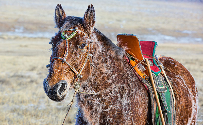 mongolia winter horse 